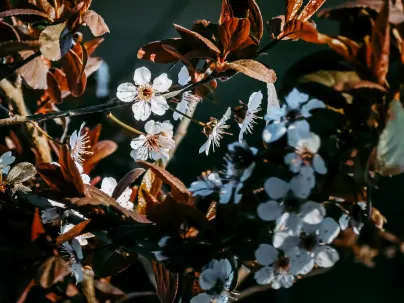 Kineko Casino Farsímaforrit